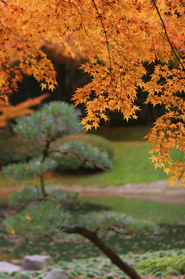 Autumn Leaves At Nitobe Japanese Photograph by Lonely Planet