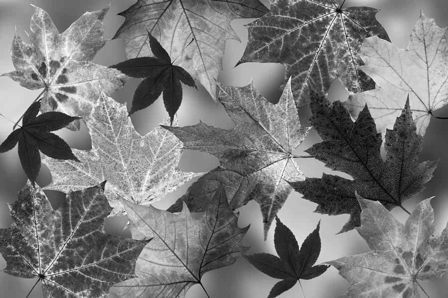 Autumn Leaves Black And White Photograph by Gill Billington