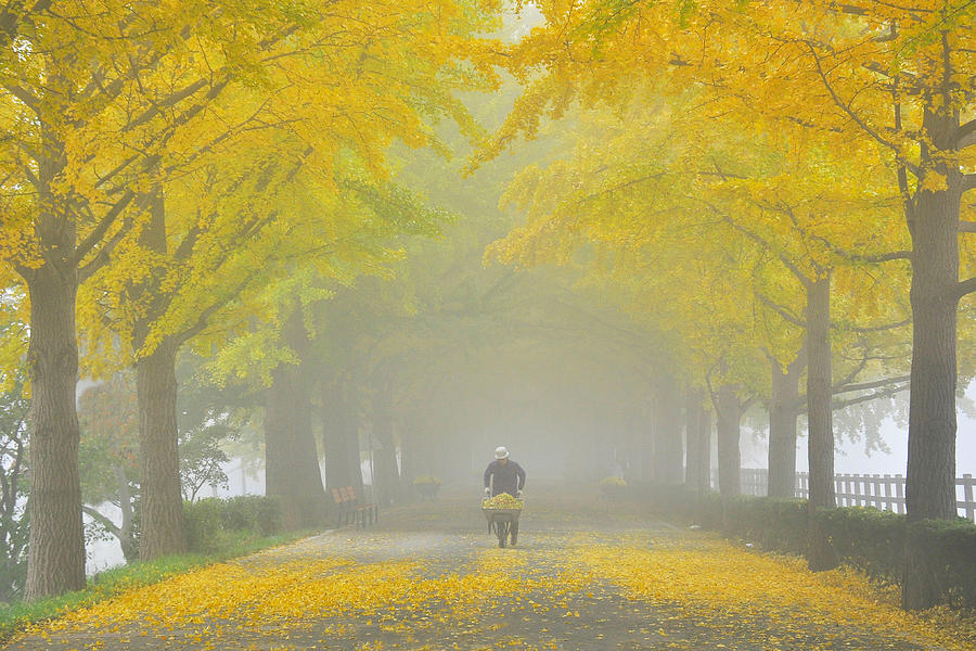 Autumn Leaves Photograph by Bongok Namkoong