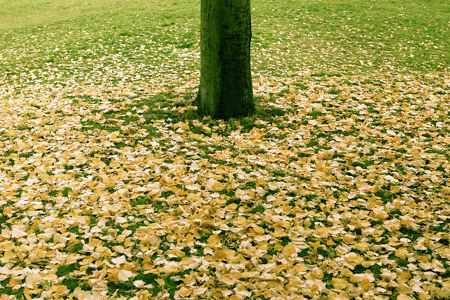 Autumn Leaves Photograph by Charriau Pierre