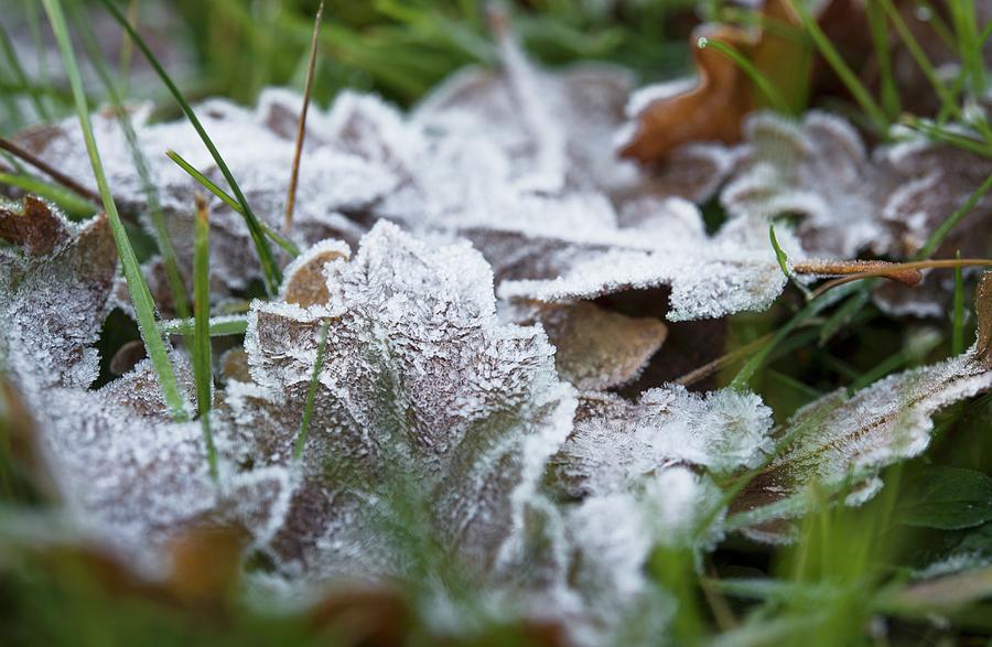 Autumn Leaves Covered In Hoar Frost Amongst Green Blades Of Grass Photograph by Vierucci/eustachi
