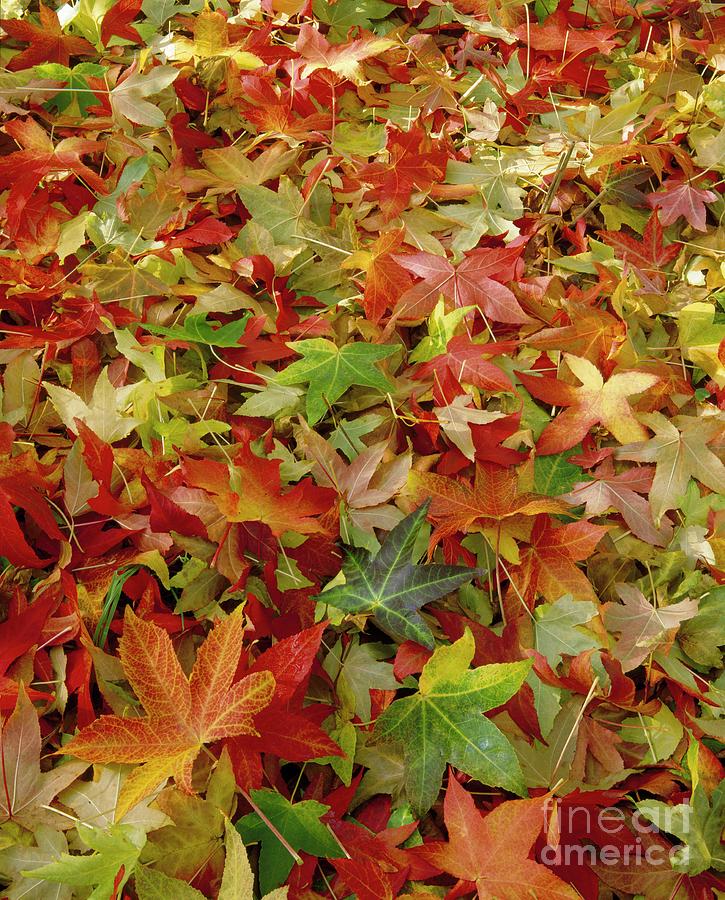 Autumn Leaves Photograph by David Parker/science Photo Library