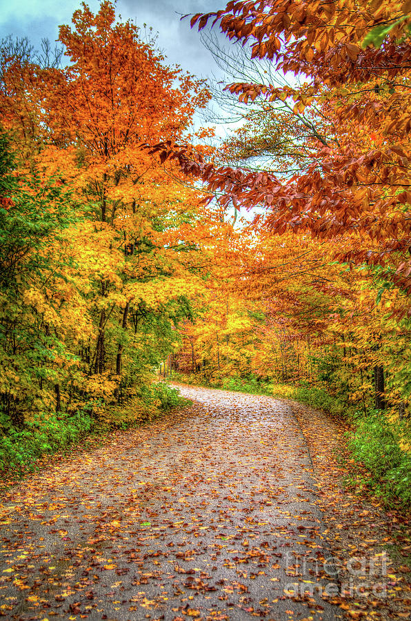 Autumn Leaves Photograph by Deborah Klubertanz