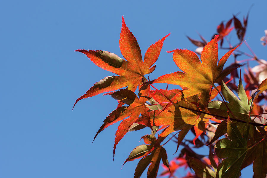 Autumn Leaves Photograph by Deborah Ritch