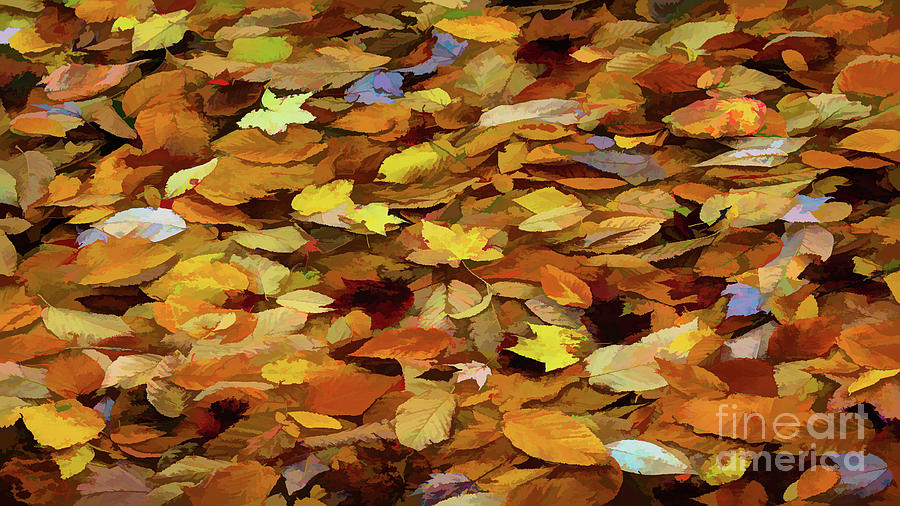 Autumn Leaves Photograph by Doug Sturgess
