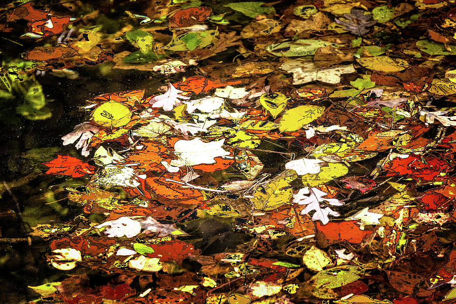 Autumn Leaves Floating on Water FX Photograph by Dan Carmichael