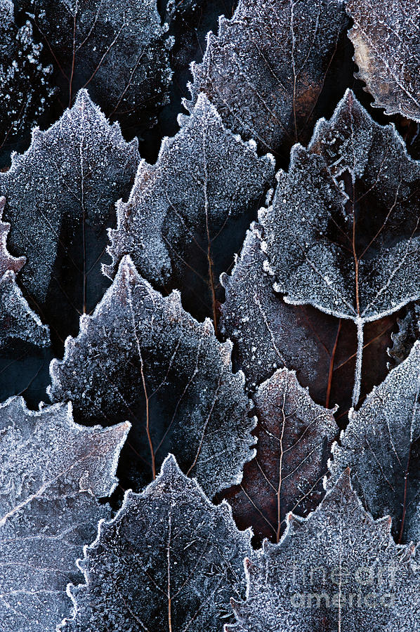 Autumn Leaves Frost Photograph by Jim Corwin
