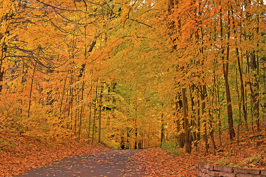 Autumn Leaves Photograph by Hermes Fine Art