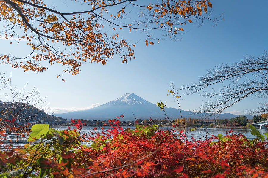 Autumn Leaves In Lake Kawaguchi With Fuji Mountain View Photograph by ...