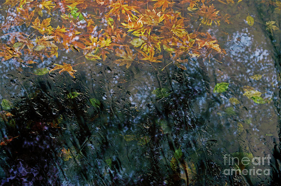 Autumn Leaves In Rain Photograph