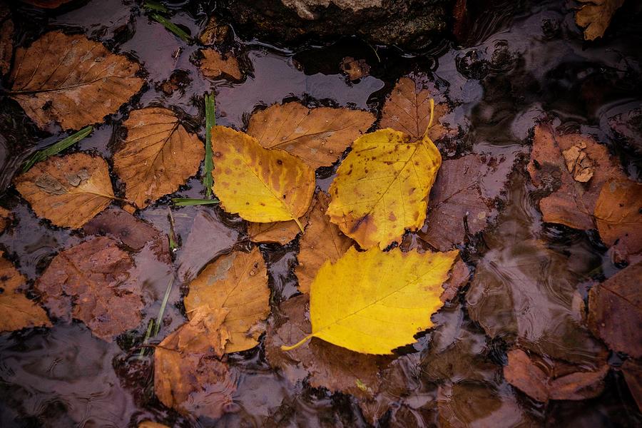 Autumn Leaves in Water by Catherine Trevor-Roberts Autumn Leaves in Water by Catherine Trevor-Roberts