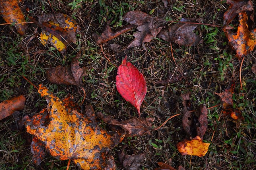 Fall Photograph - Autumn Leaves  by Kaleb Hunter