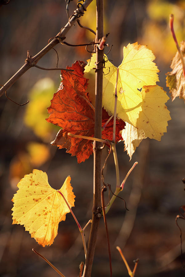 Autumn Photograph - Autumn Leaves by Lance Kuehne Autumn Photograph - Autumn Leaves by Lance Kuehne