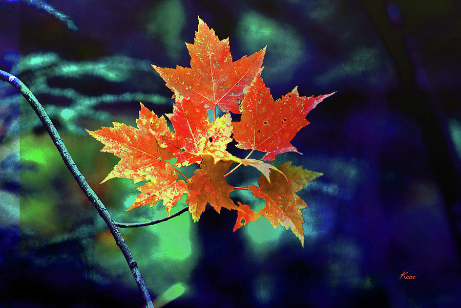 Autumn Leaves Digital Art by Linda Cox