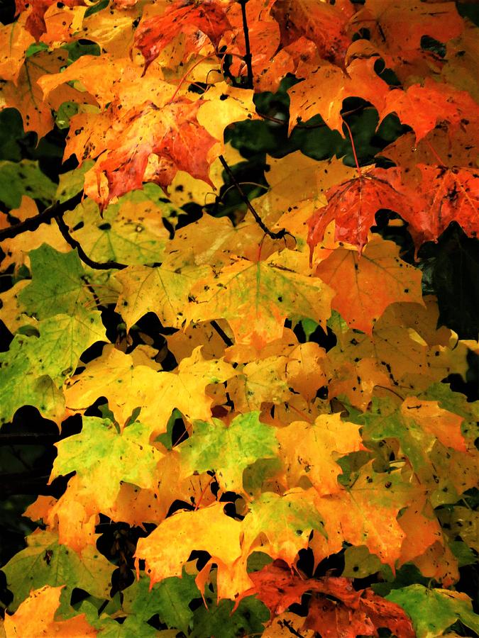 Autumn Leaves  Photograph by Lori Frisch