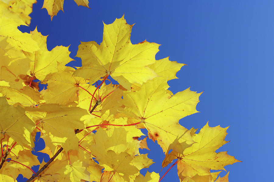 Autumn Leaves Of A Norway Maple Acer Photograph by Martin Ruegner