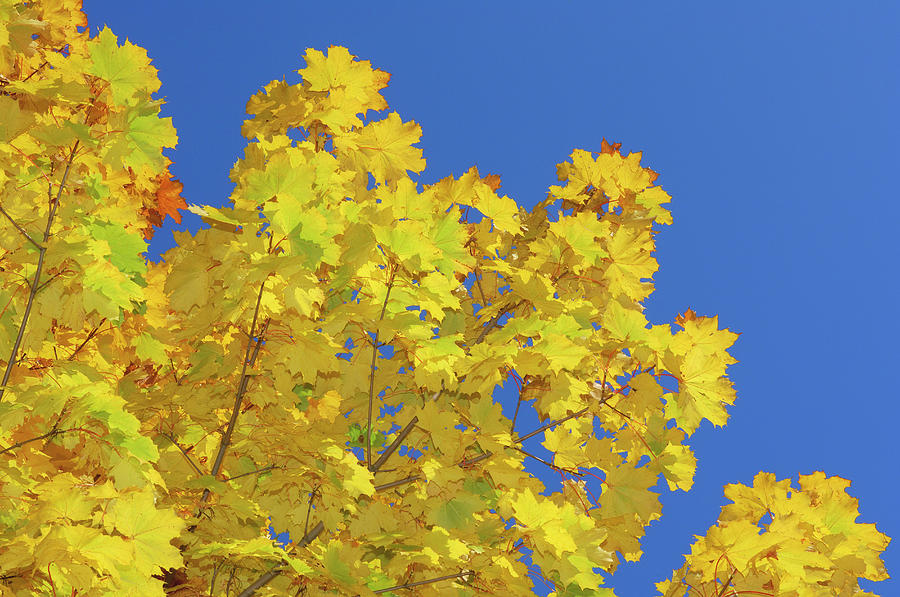 Autumn Leaves Of Norway Maple Photograph by Martin Ruegner