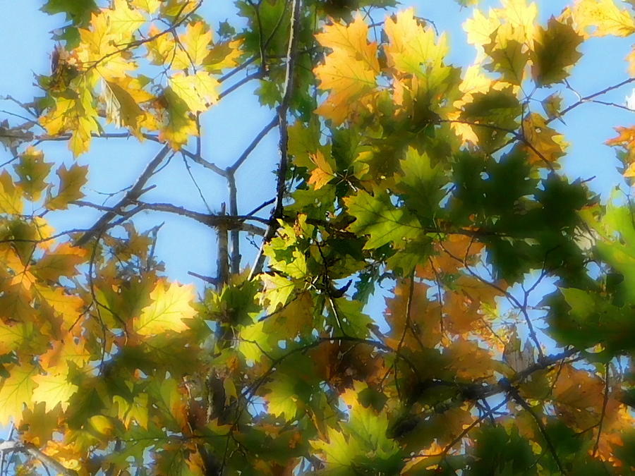 Autumn gold of Oak Island Photograph by Karen Cook - Fine Art America