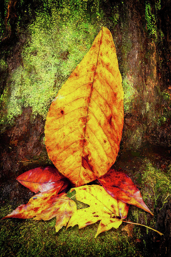 Autumn Leaves on a Mossy Stump Photograph by Dan Carmichael