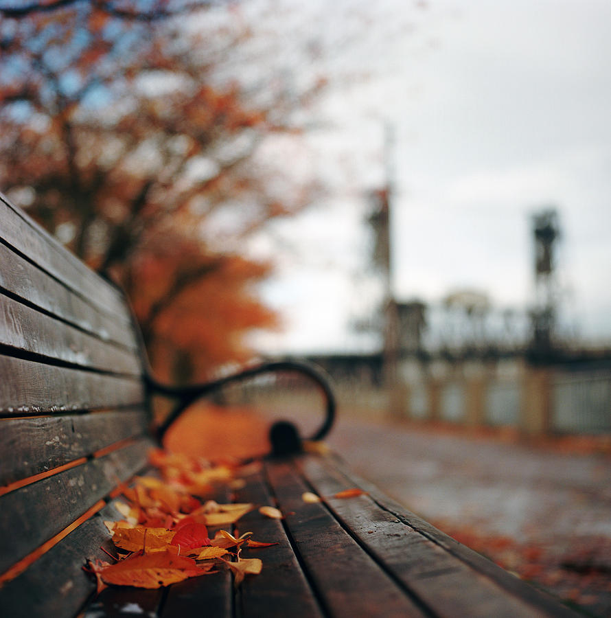 Autumn Leaves On Bench Along Waterfront Photograph by Danielle D. Hughson