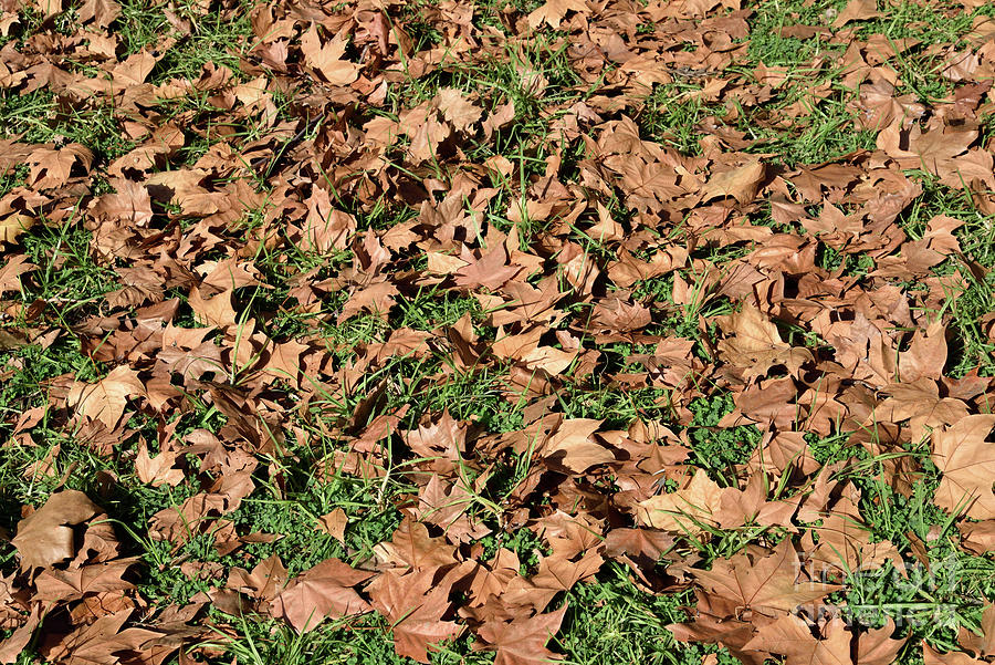 Autumn leaves on grass II Photograph by George Atsametakis