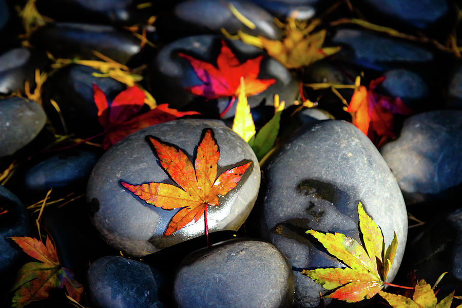 Autumn Leaves on River Rocks Photograph by Aashish Vaidya