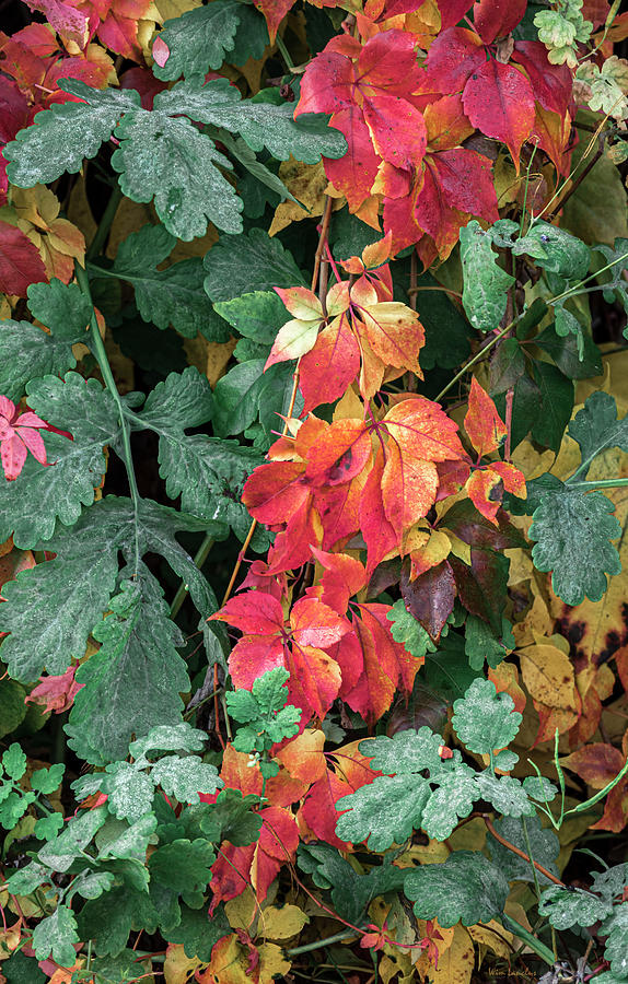 Autumn Vines One by Wim Lanclus Autumn Vines One by Wim Lanclus