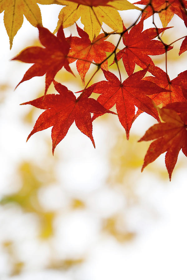 Autumn Leaves Photograph by Ooyoo