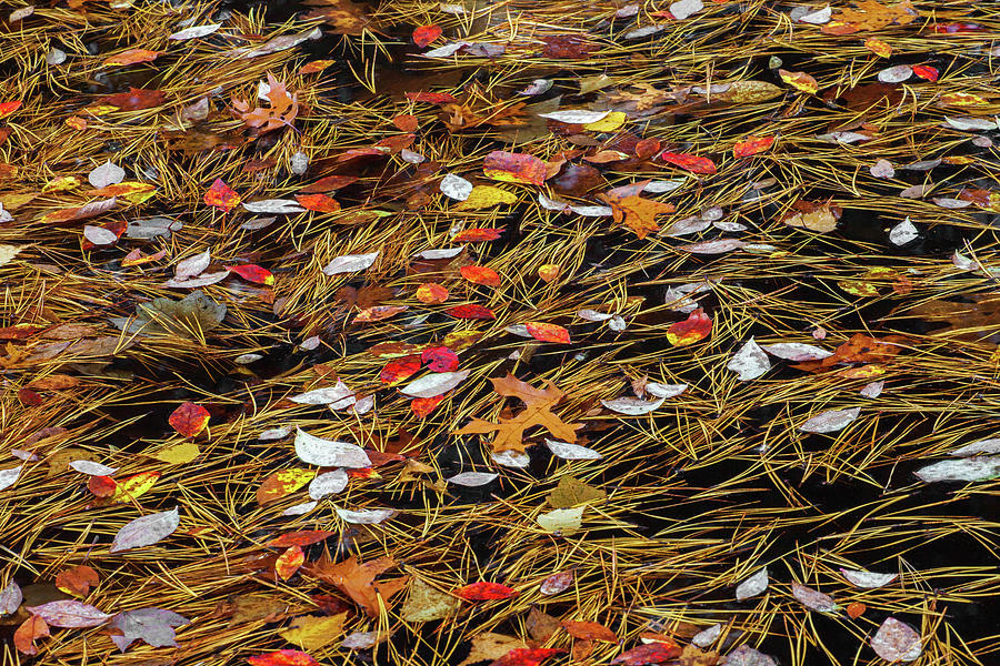 Autumn Leaves & Pitch Pine Needles Photograph by Michael Gadomski
