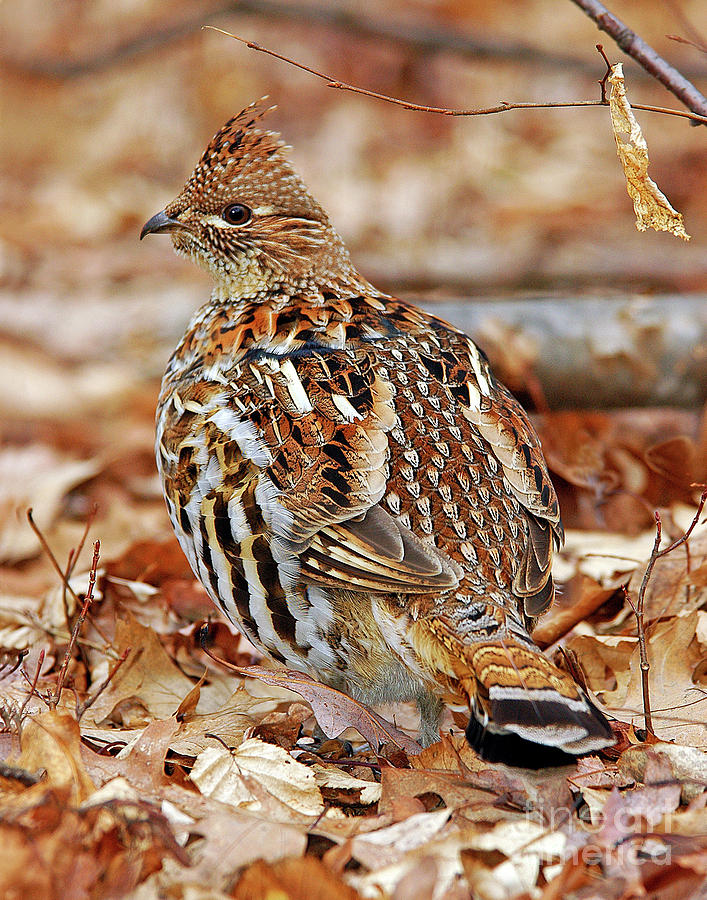 Autumn Leaves Ruffed Grouse Photograph by Timothy Flanigan | Fine Art ...