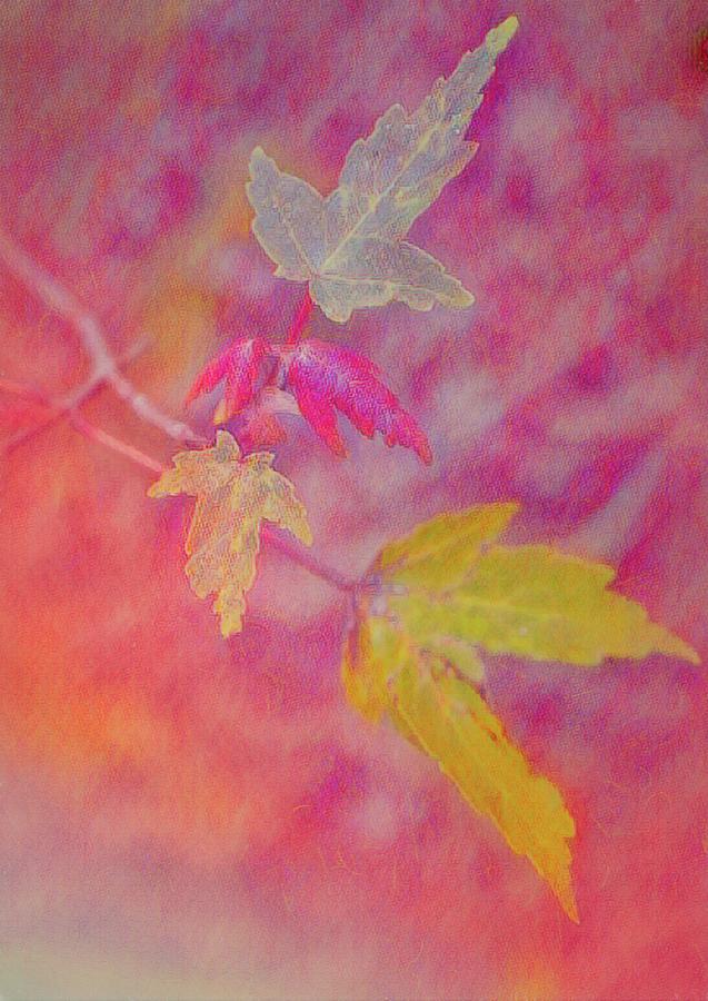 Autumn Leaves Digital Art by Steve DaPonte