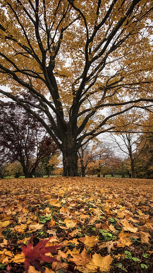 Autumn Leaves Us  Photograph by Robert Fawcett