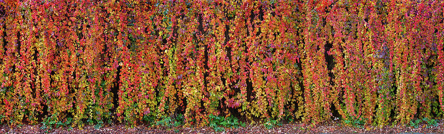 Autumn Wall Photograph by Wim Lanclus