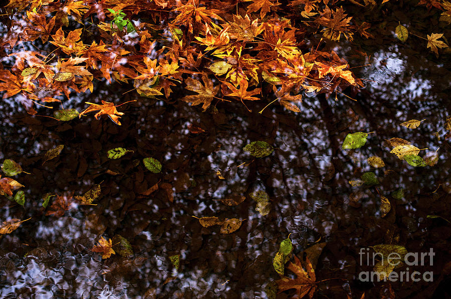 Autumn Leaves With Reflection in Creek Photograph by Jim Corwin