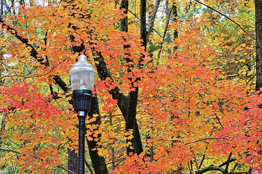 Autumn Light Photograph by Lisa Wooten