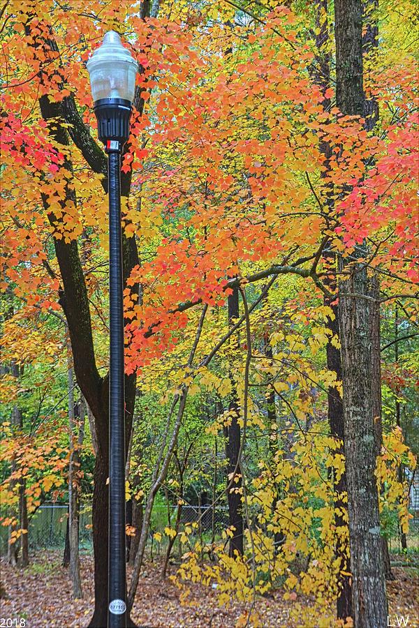 Autumn Light Vertical Photograph by Lisa Wooten
