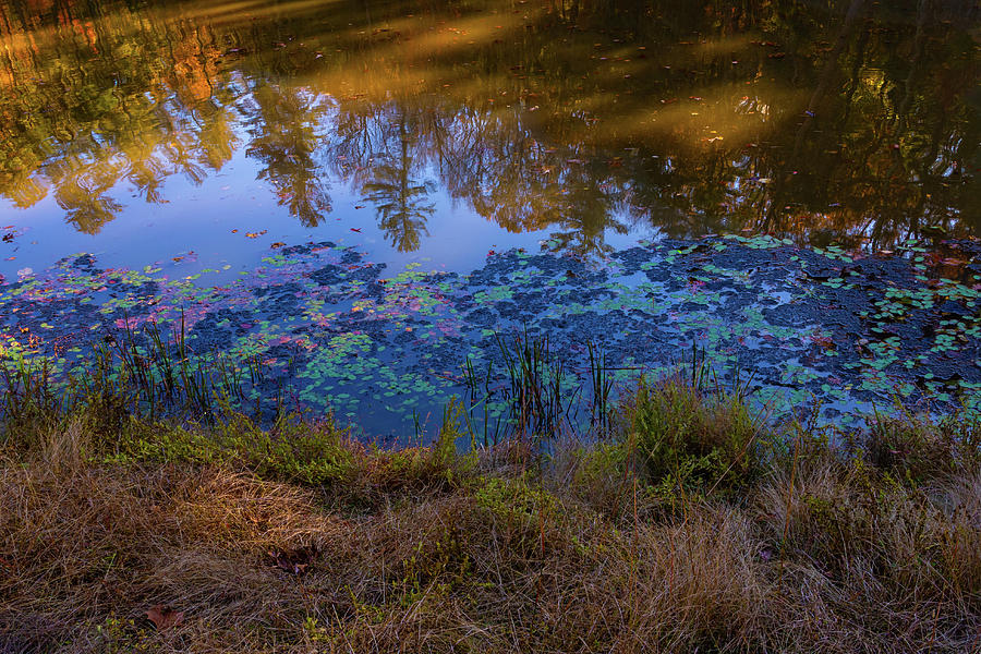 Autumn Lily Pond Reflections Photograph