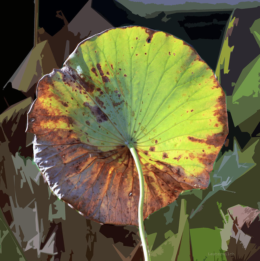 Lotus Leaf Photograph - Autumn Lotus Leaf Two by John Lautermilch Lotus Leaf Photograph - Autumn Lotus Leaf Two by John Lautermilch