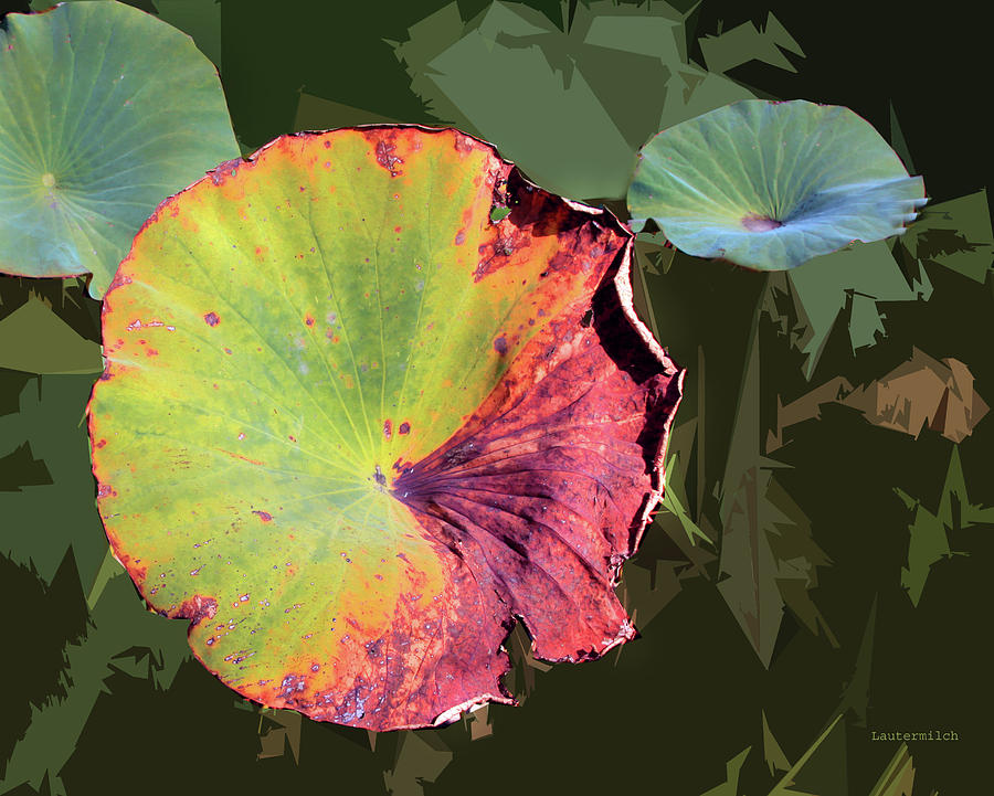 Lotus Leaf Photograph - Autumn Lotus Leaves Four by John Lautermilch Lotus Leaf Photograph - Autumn Lotus Leaves Four by John Lautermilch