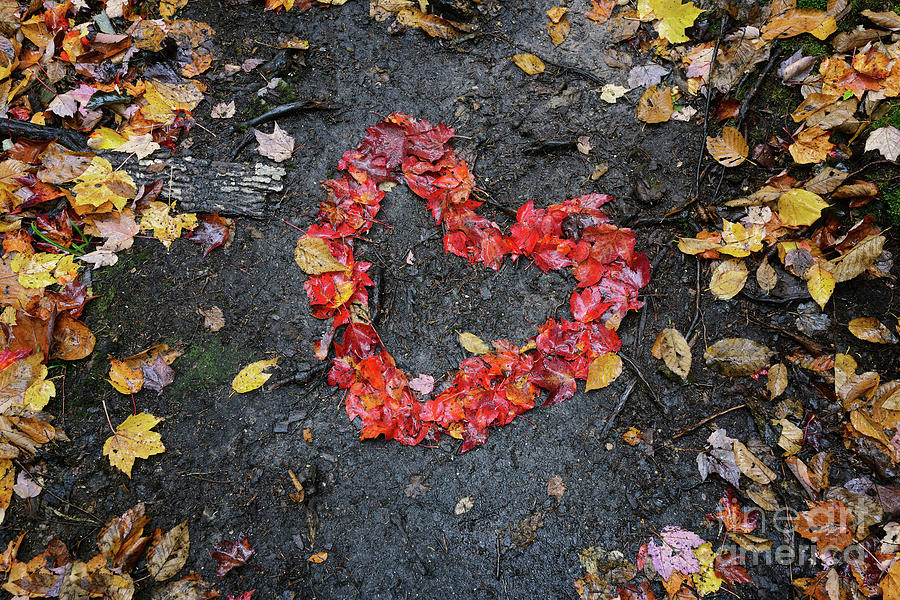 Bright Red Autumn Leaves Arranged in a Heart Shape Photograph by Tom Schwabel