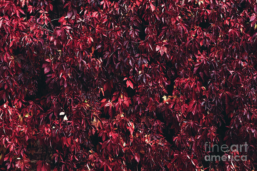 Autumn lush foliage from red leaves. Photograph by Michal Bednarek