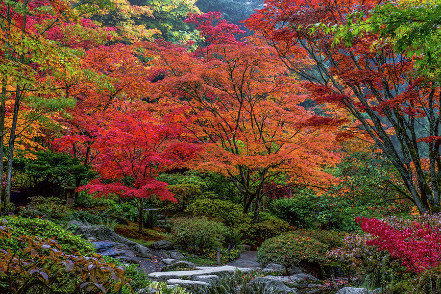 Autumn Magic  Photograph by Emerita Wheeling