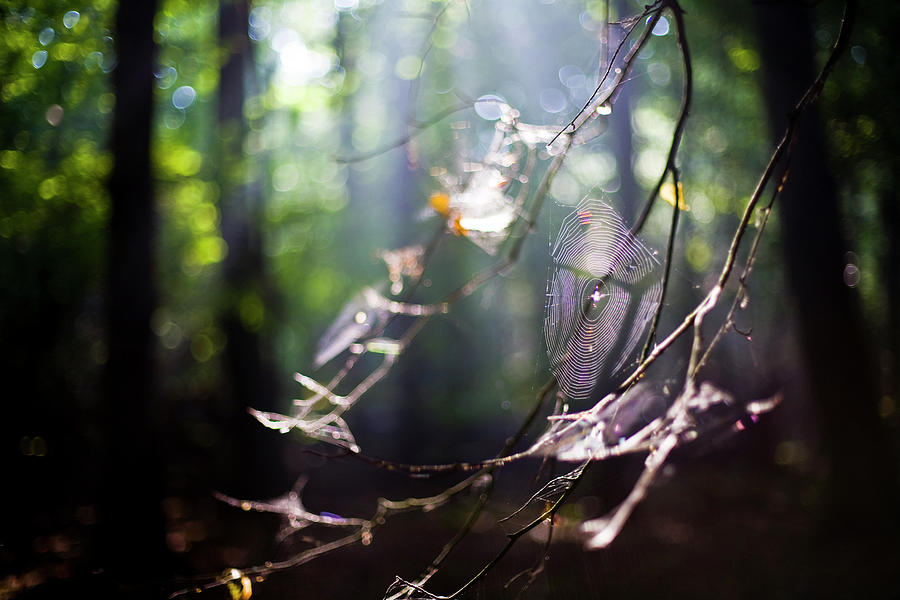 Autumn Magical Lit Spiderweb Photograph by Heleen Zeegers
