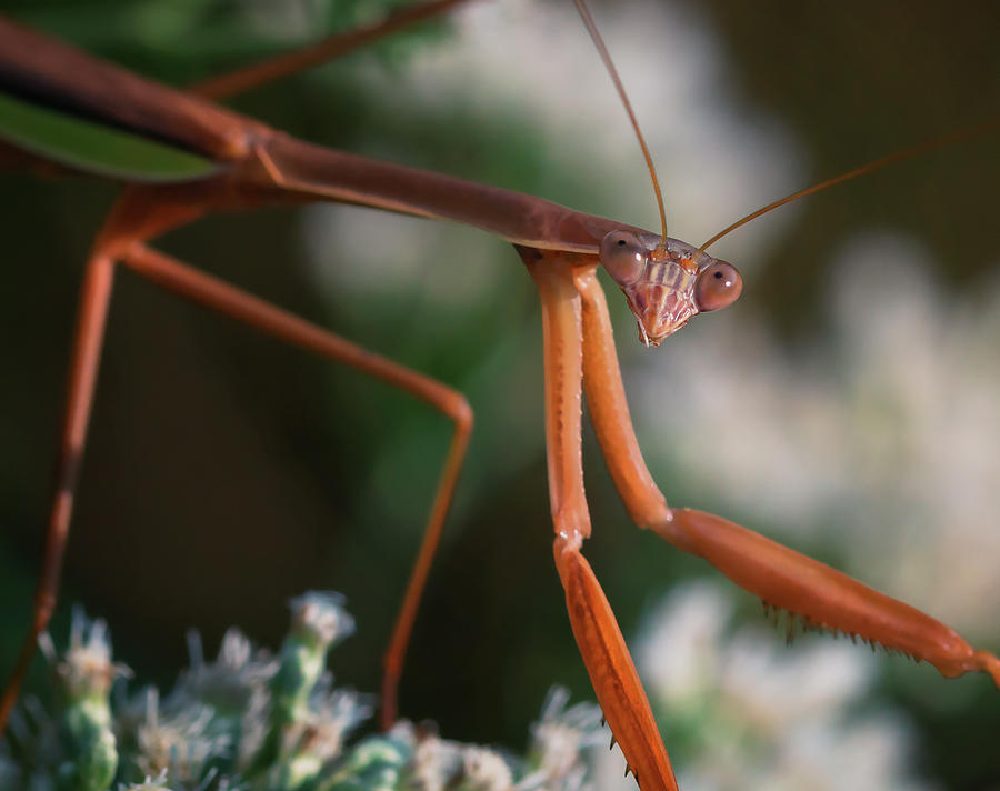 Autumn Mantis by David Lamb Autumn Mantis by David Lamb