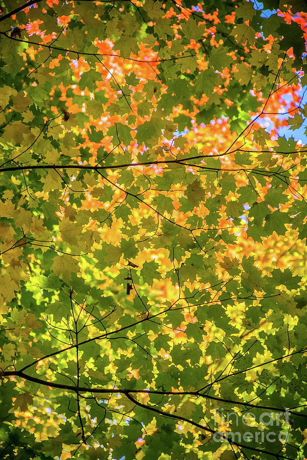 Autumn Maple Cover Photograph