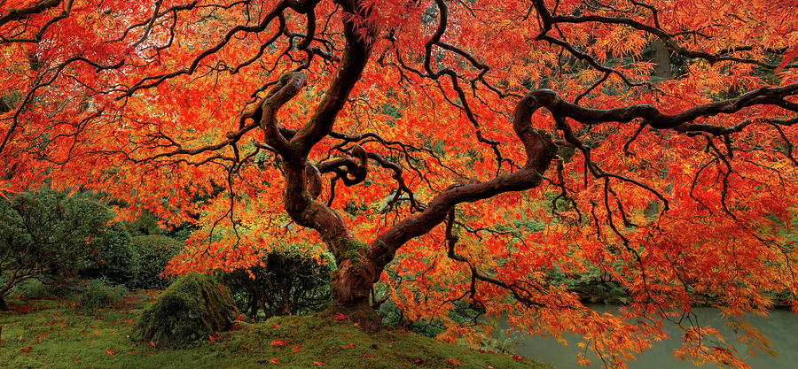 Autumn Maple Photograph by Don Schwartz