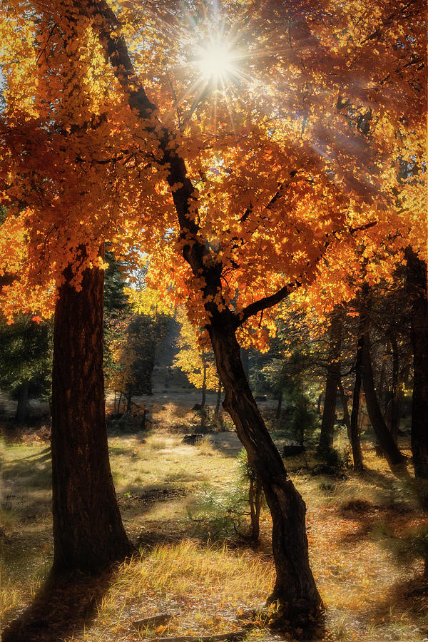 Autumn Maple Glow  Photograph by Saija Lehtonen