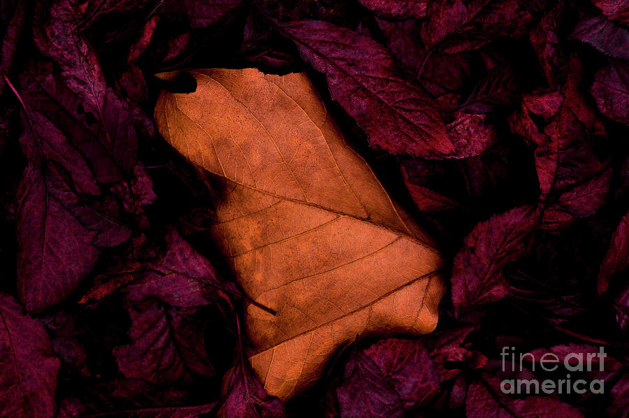 Autumn Maple Leaf on Forest Floor  Photograph by Jim Corwin