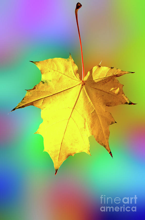 Autumn Maple Leaf Photograph