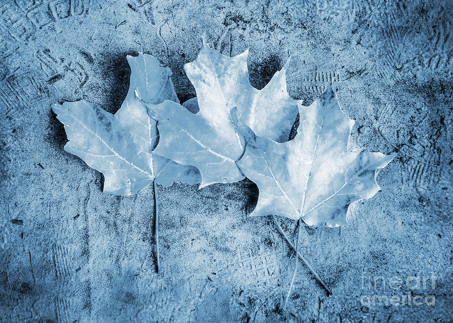 Autumn Maple Leafs In Cyanotype Photograph by Hal Halli